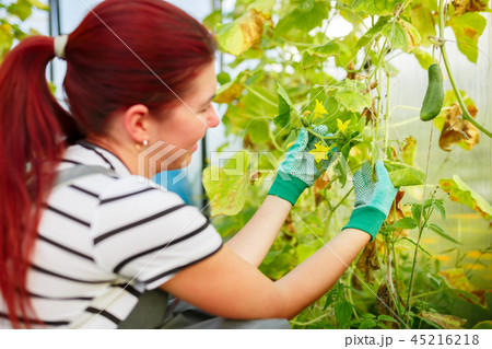 Image on side of young woman gardener in greenhouse with cucumbers Image on side of young woman gardener in greenhouse with cucumbers 45216218