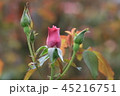 秋バラの蕾 45216751
