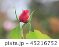 バラの蕾 45216752