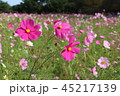 <茨城県>コスモスイメージ 45217139