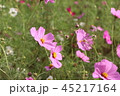 <茨城県>コスモスイメージ 45217164