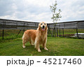 ゴールデンレトリバー× 45217460