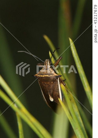生き物　昆虫　シロヘリクチブトカメムシ、成虫です。十一月になって越冬場所を探している？ 45217679
