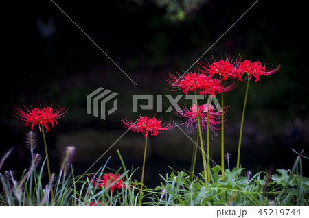 全北 韓国 屋外 45219744