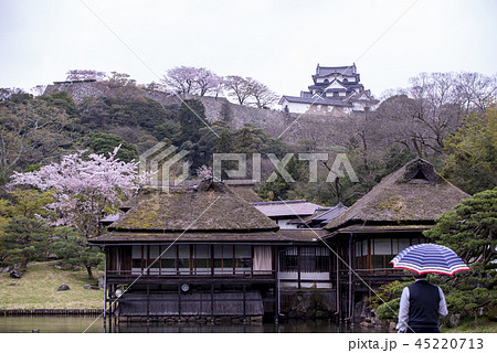 桜 さくら サクラ 45220713