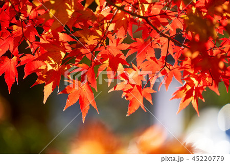 秋 落葉 紅葉 45220779