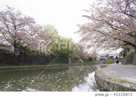 桜 さくら サクラ 45220872
