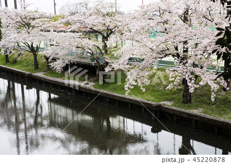 桜 さくら サクラ 45220878