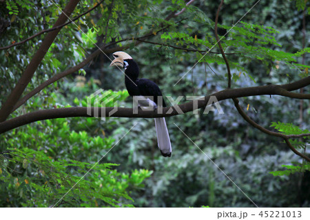 頭を向こう側に向けた珍しい鳥、キタカササギサイチョウ 45221013