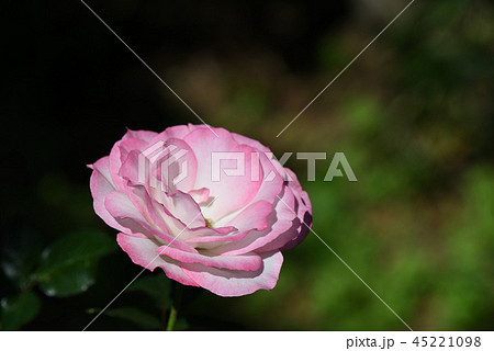 バラ（ニコール） 45221098