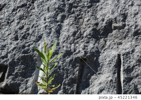 荒い岩肌 45221346