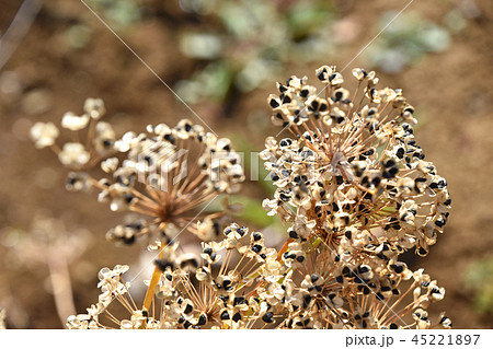 ニラの種の写真素材