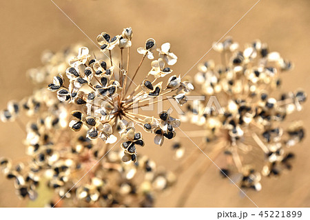 ニラの種 ニラの種 45221899