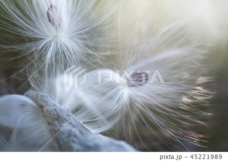 オオトウワタの種 45221989