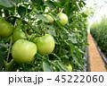 トマト　農園 45222060