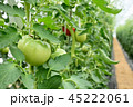 トマト　農園 45222061