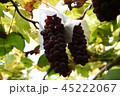 ぶどう　農園 45222067