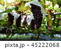 ぶどう　農園 45222068