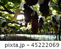 ぶどう　農園 45222069