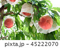 桃 45222070