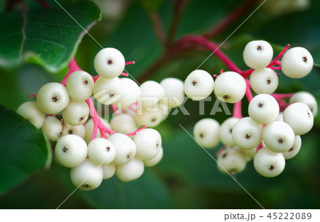 Gray dogwoodの白い果実 Gray dogwoodの白い果実 45222089