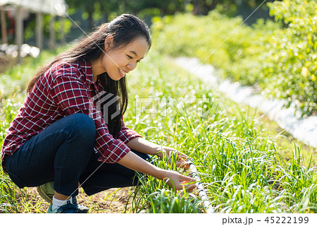 Asian young woman farmer using drip irrigation Asian young woman farmer using drip irrigation 45222199