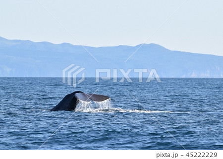 ホエールウォッチング ホエールウォッチング 45222229