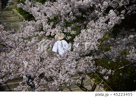 春の歩きお遍路さん 45223455