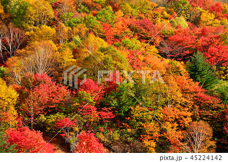 八幡平の紅葉 45224142
