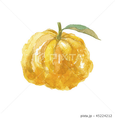 鬼柚子　オニユズ 45224212