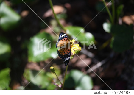 ツマグロヒョウモンと石蕗 ツマグロヒョウモンと石蕗 45224403
