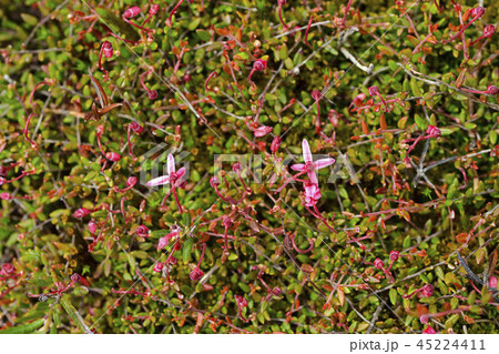 野生の花 花 白頭山 45224411