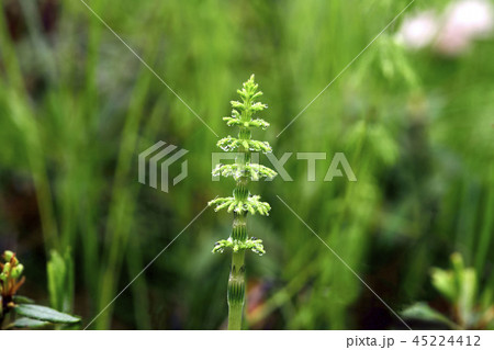 野生の花 シダ とう 45224412