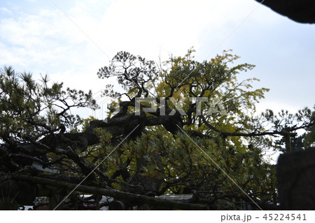 臥龍の松 臥龍松 大光院 群馬県 太田市 金山町 呑龍様東上州三十三観音特別札所 参道 建築 臥龍の松 臥龍松 大光院 群馬県 太田市 金山町 呑龍様東上州三十三観音特別札所 参道 建築 45224541