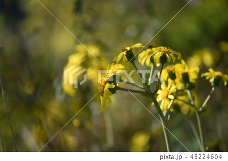 ツワブキの花 ツワブキの花 45224604