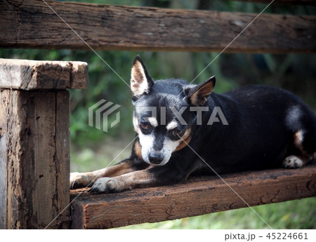 happy black lovely cute fat miniature pinscher dog happy black lovely cute fat miniature pinscher dog 45224661