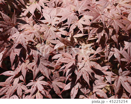 紅葉 紅葉 45225254