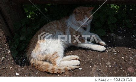 動物 猫 食困症 45225719