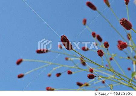 ワレモコウと青空 45225950