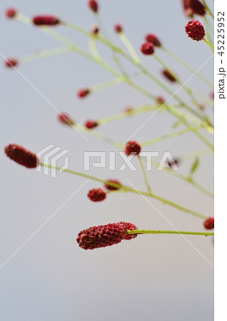 ワレモコウ 45225952