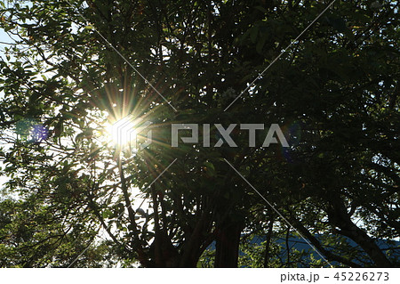 太陽 日 お日様 45226273