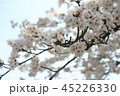 桜 45226330