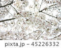 桜 45226332