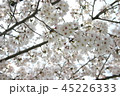 桜 45226333