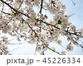 桜 45226334