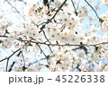 桜 45226338