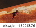 赤とんぼ 45226376