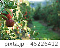 りんご 45226412