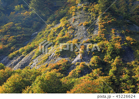 豪雪地の山肌の紅葉ー田子倉休憩所 福島県只見町 豪雪地の山肌の紅葉ー田子倉休憩所 福島県只見町 45226624
