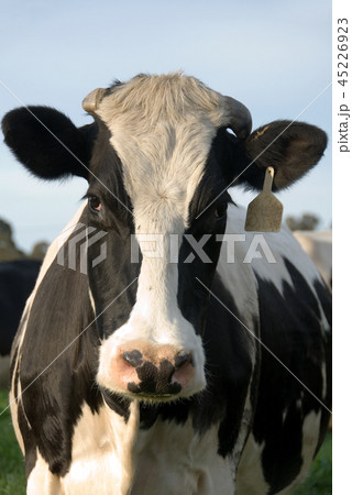 A Holstein Friesian Cow A Holstein Friesian Cow 45226923